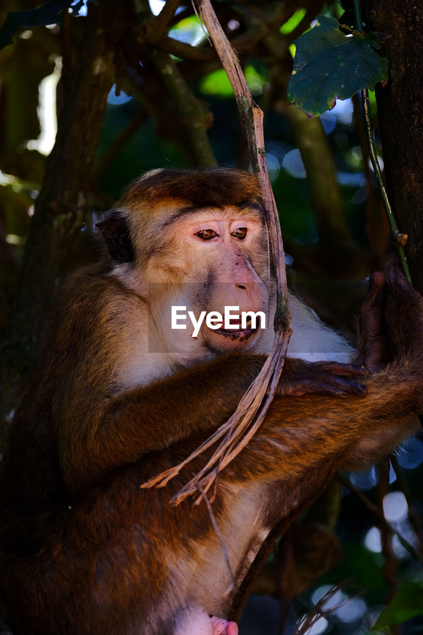 Male adult macaque monkey sitting in a tree.