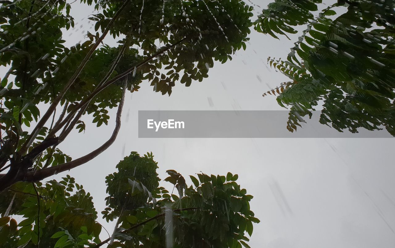 LOW ANGLE VIEW OF TREES AGAINST SKY