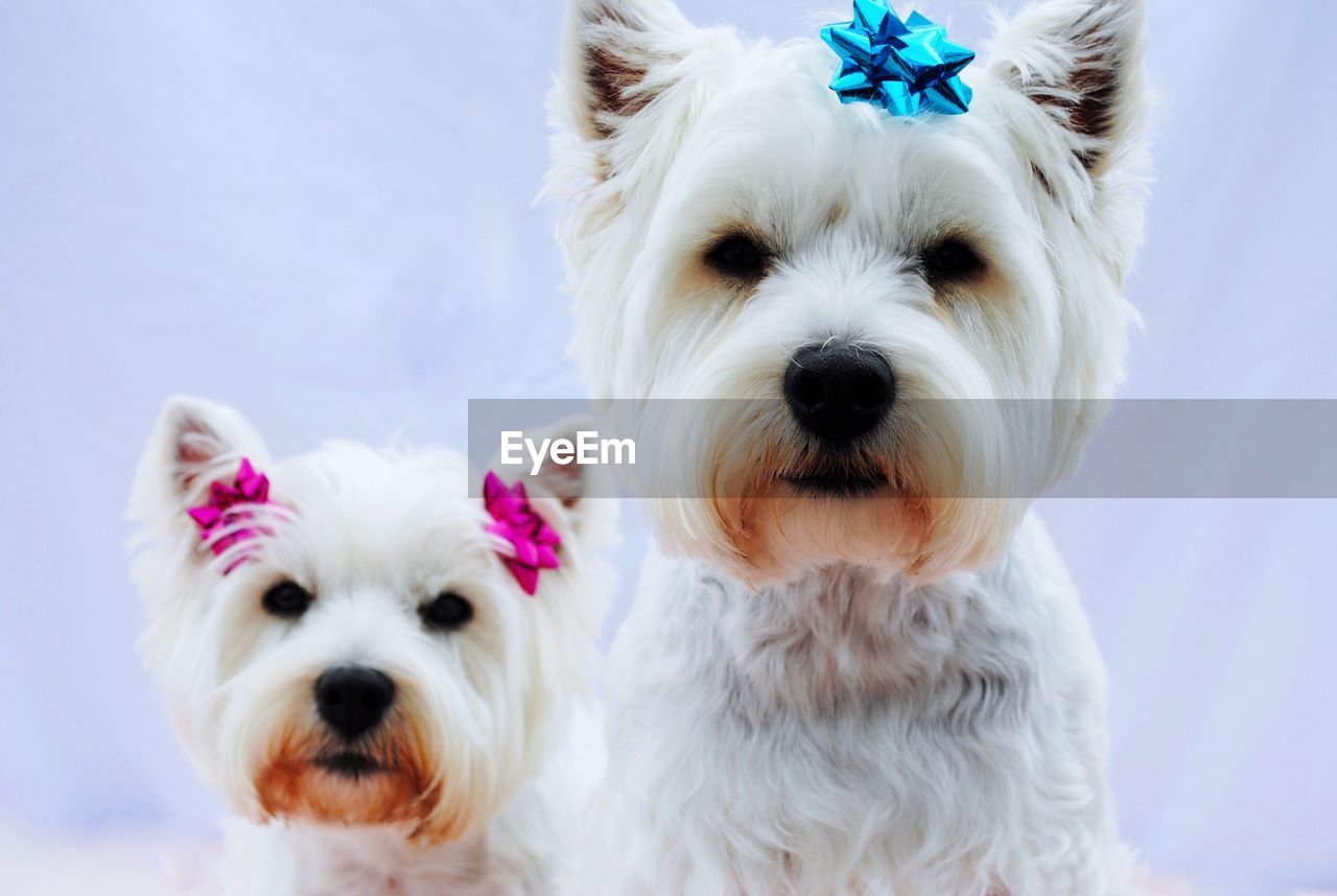 Close-up portrait of dog