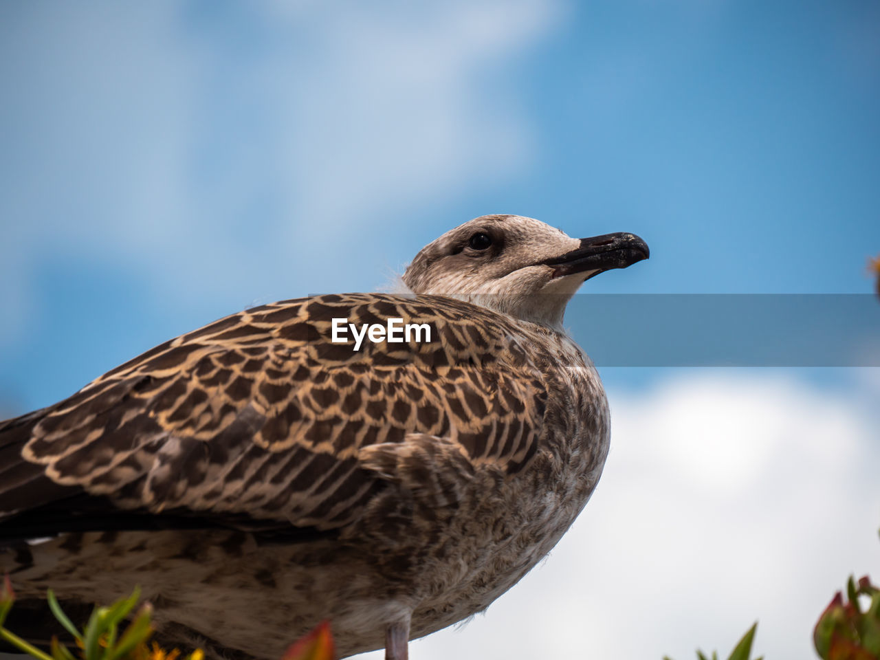 LOW ANGLE VIEW OF BIRD PERCHING ON A ROCK