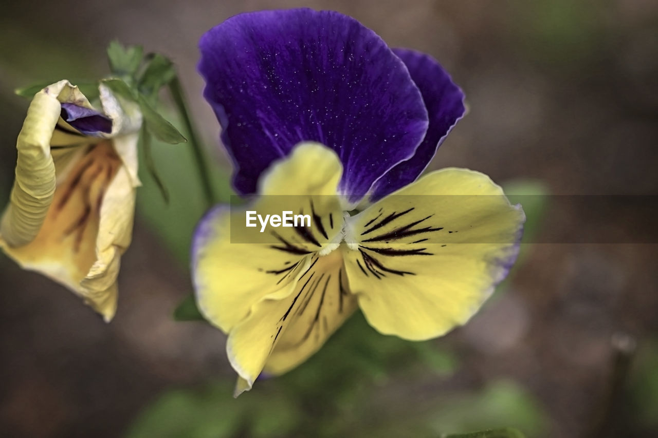 CLOSE-UP OF PURPLE FLOWER