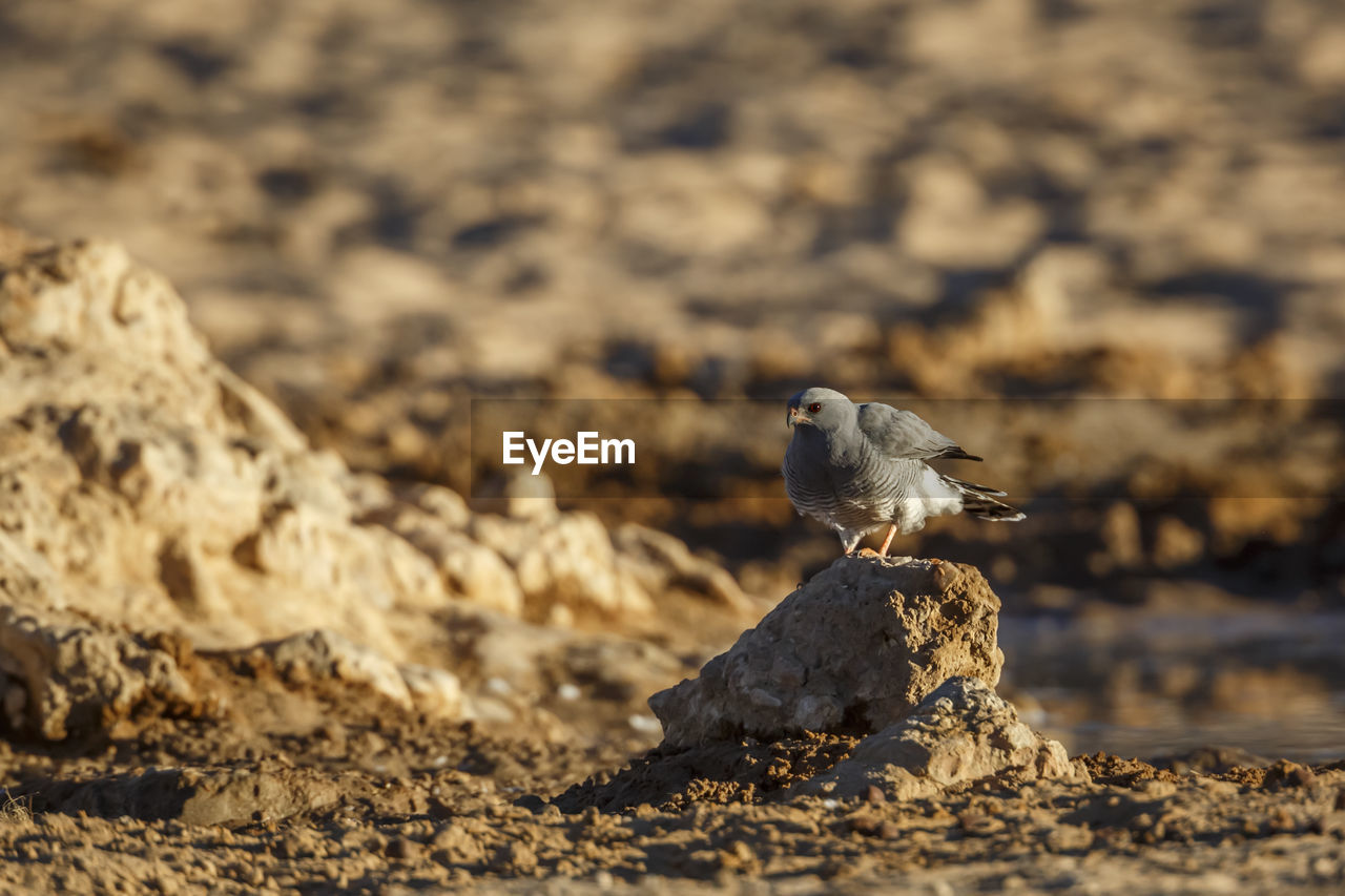 close-up of bird on rock