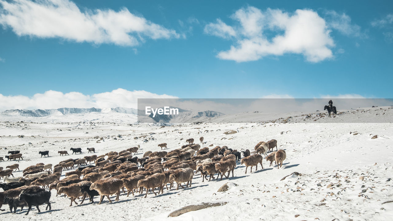 Sheep walking on snow covered field against sky