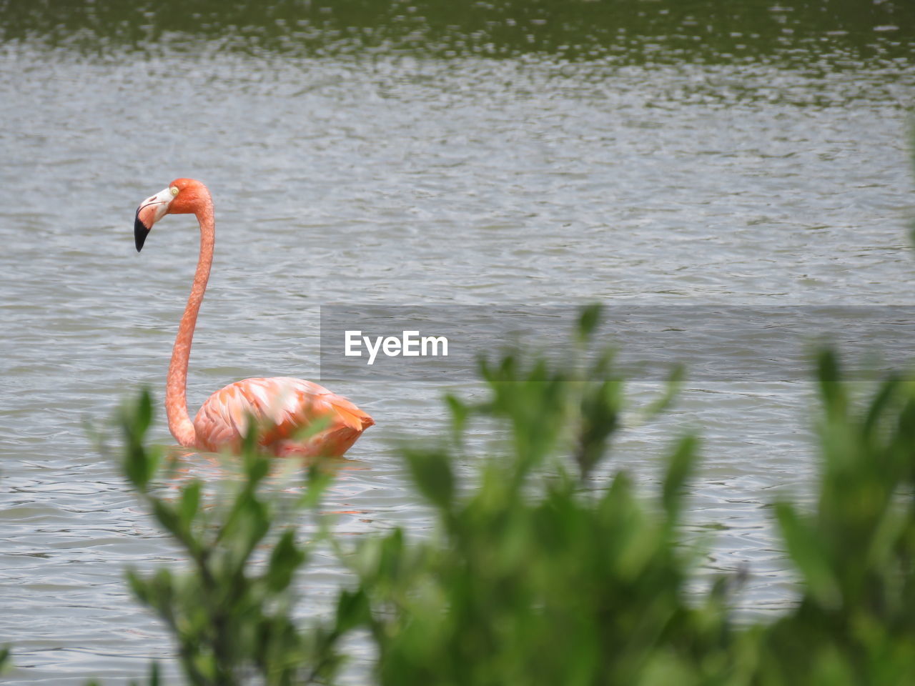 CLOSE-UP OF BIRD IN WATER