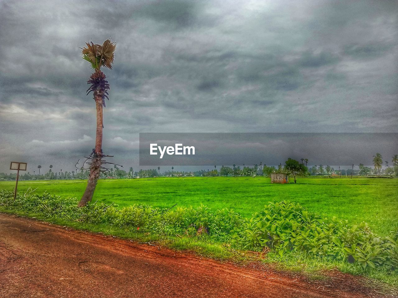 PLANTS GROWING ON FIELD AGAINST SKY