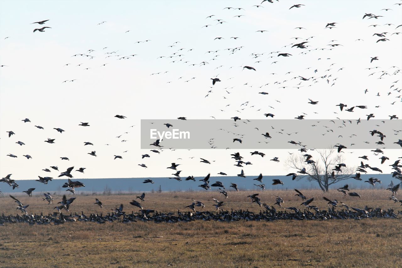 Gigantic floc of migrating arctic geese landing on a field.