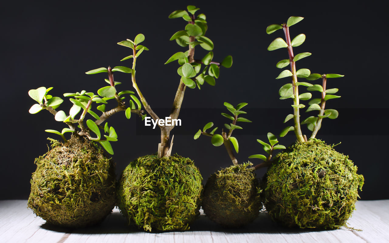 CLOSE-UP OF PLANT AGAINST BLACK BACKGROUND