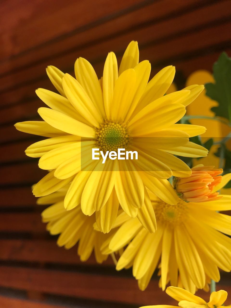 Close-up of yellow flowering plant