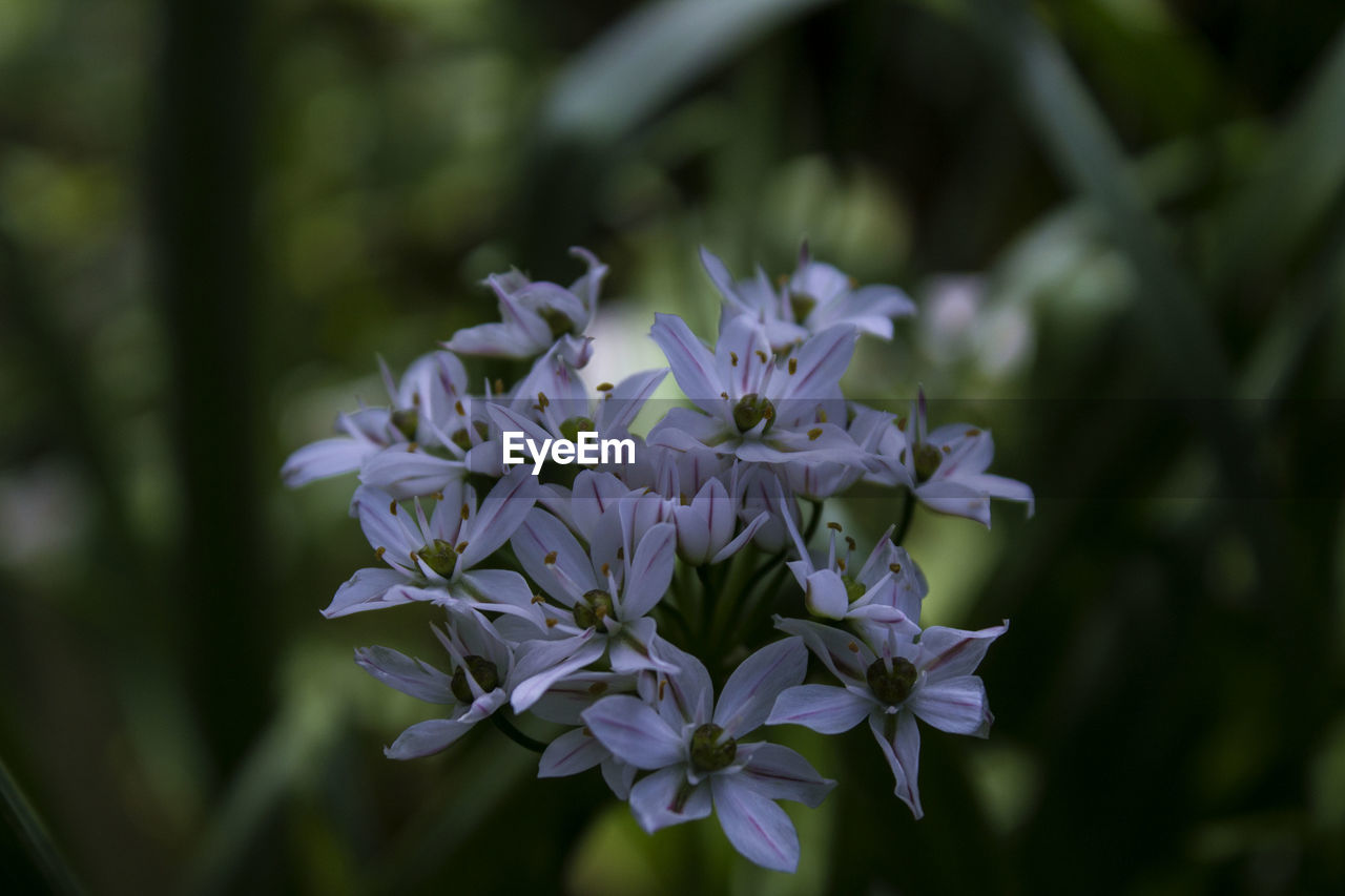 Close-up of purple flowers blooming outdoors