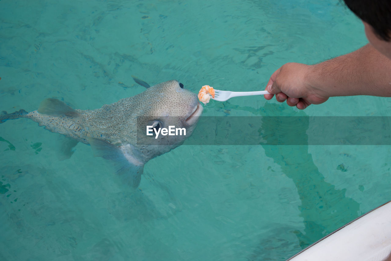 Close-up of hand feeding fish in pond