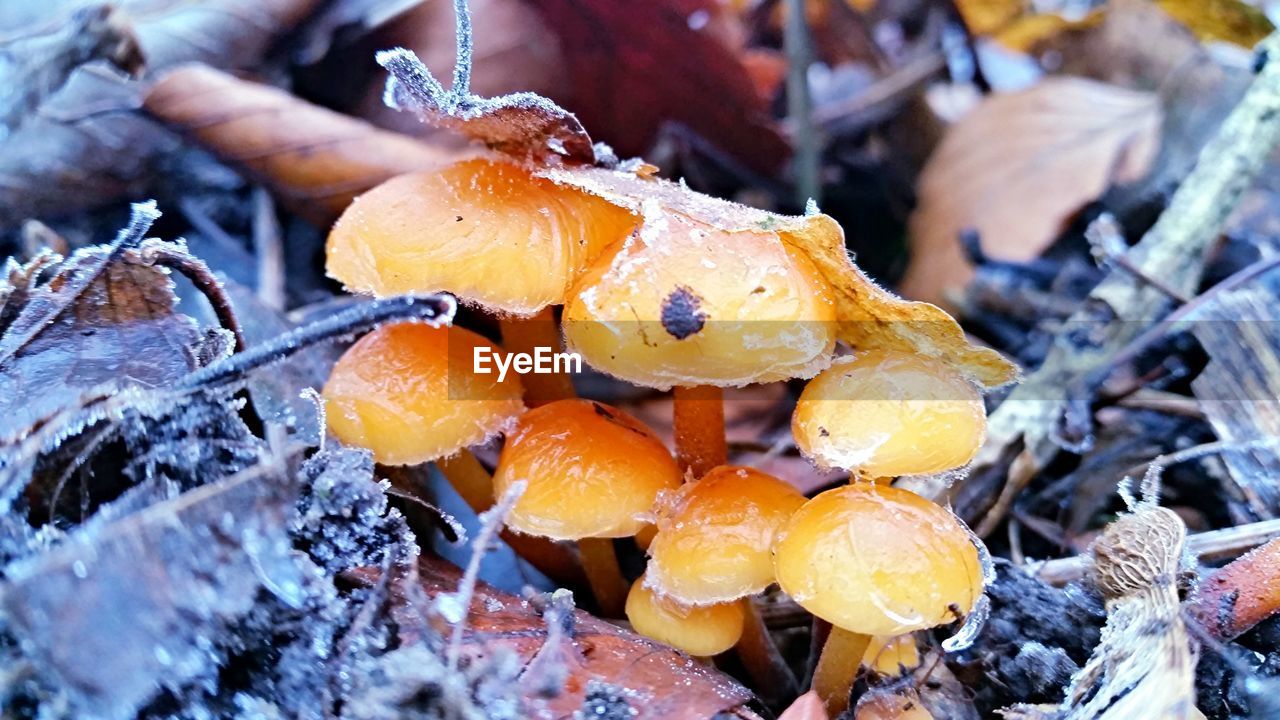 Close-up of mushroom in forest