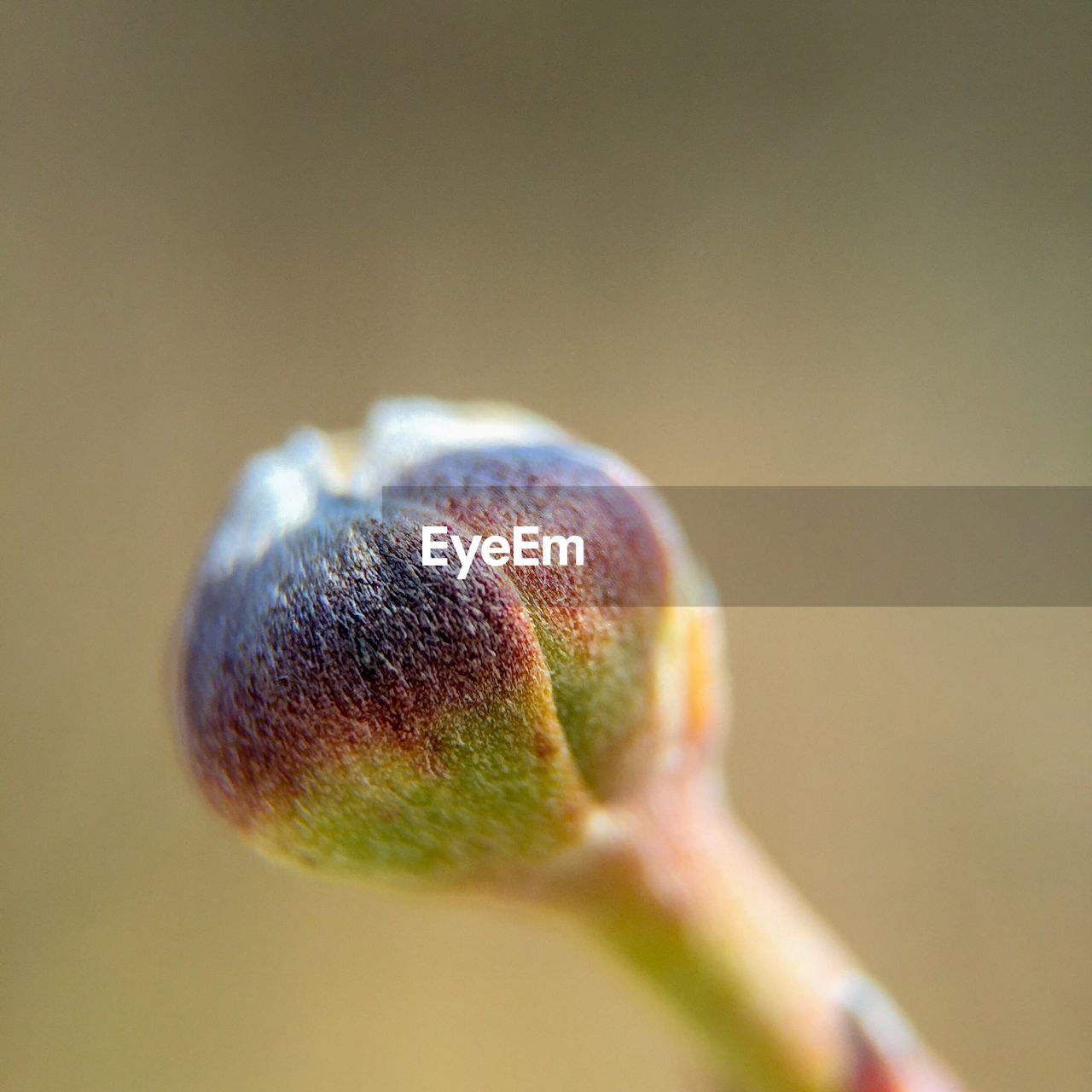 Close-up of flower bud