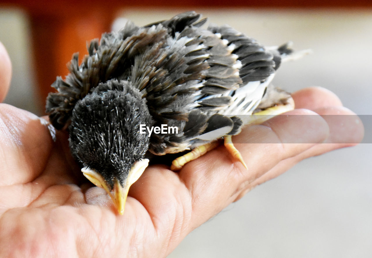 CLOSE-UP OF A HAND HOLDING BIRD