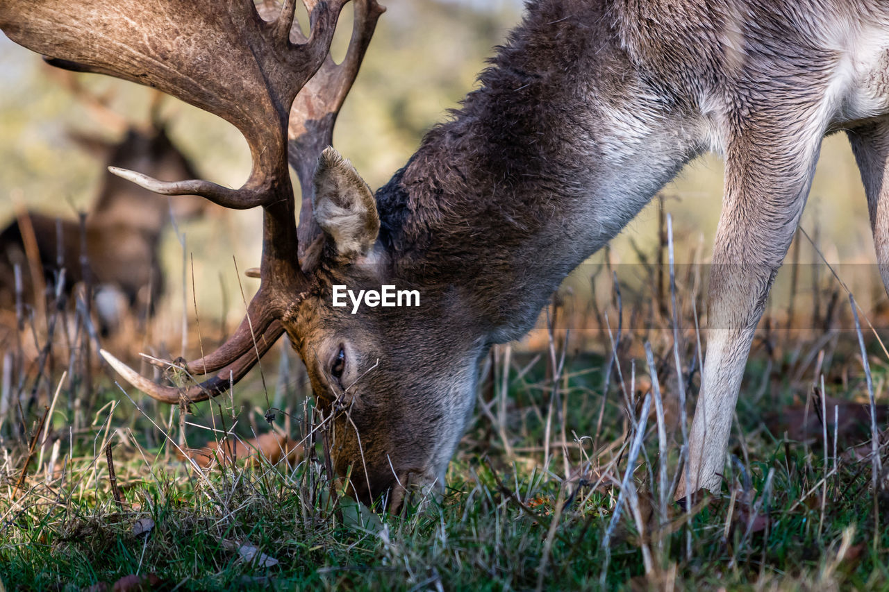 Close-up of fallow deer grazing