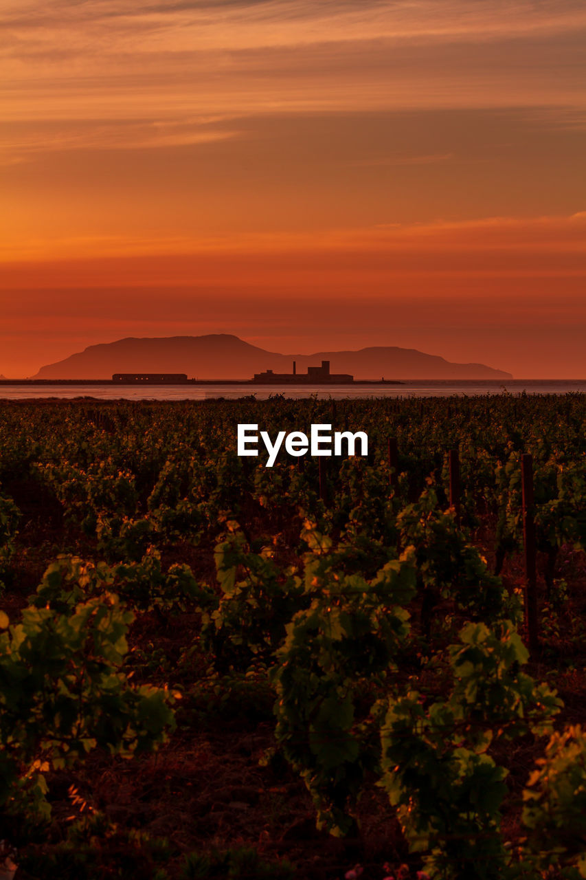 An island viewed from a vineyard at sunset, with the silhouette of another island in the middle