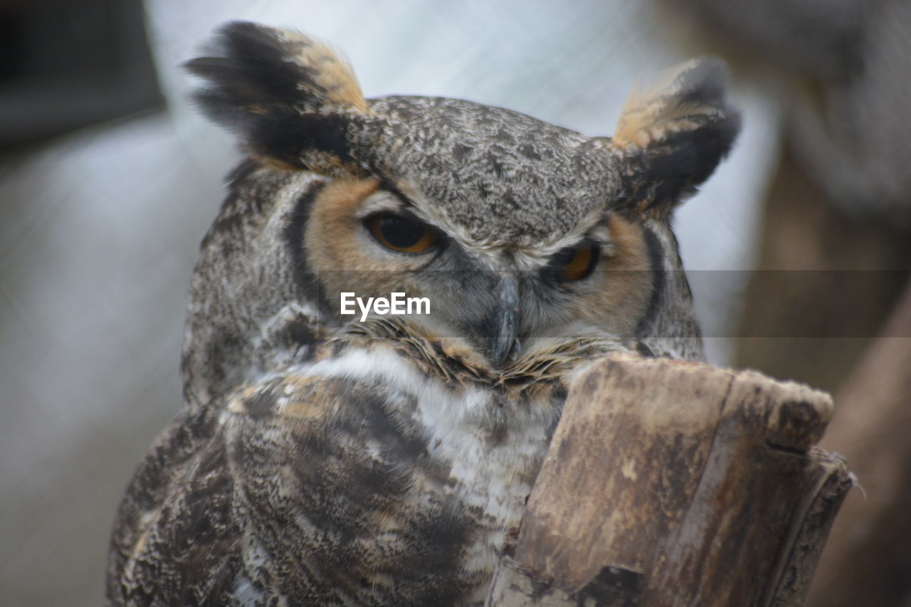 Close-up portrait of owl