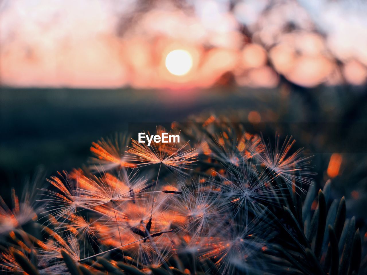 Close-up of dandelion against sky during sunset