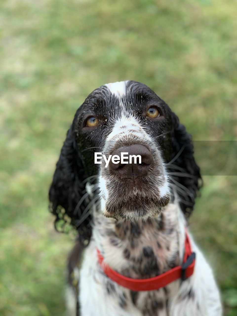 PORTRAIT OF DOG ON FIELD