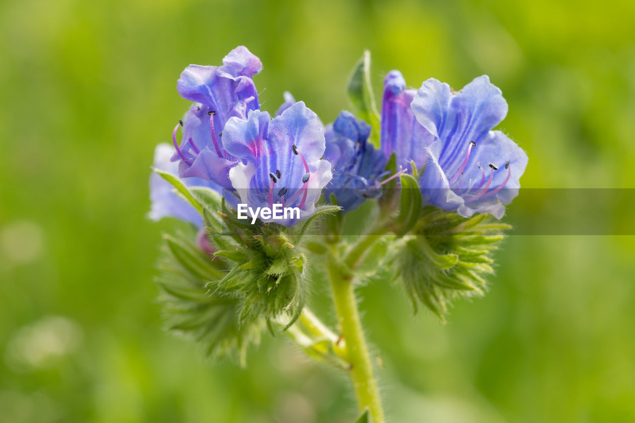 Close up of a vipers bugloss  plant in bloom