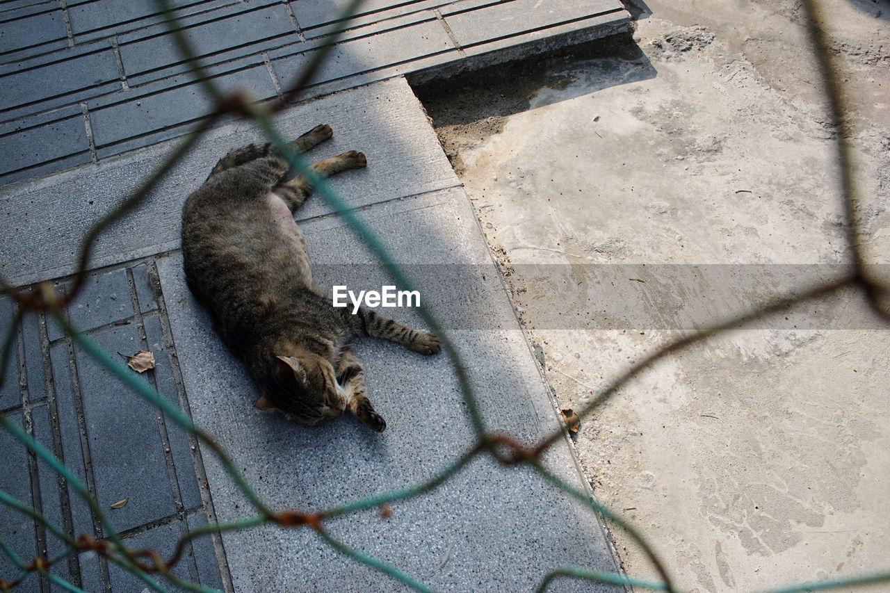 animal, animal themes, one animal, mammal, high angle view, cat, pet, no people, feline, day, animal wildlife, domestic cat, wildlife, nature, fence, domestic animals, blue, outdoors, zoo