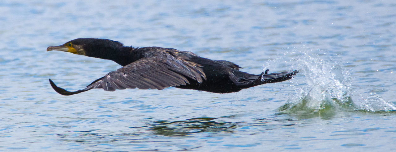 CLOSE-UP OF EAGLE ON WATER