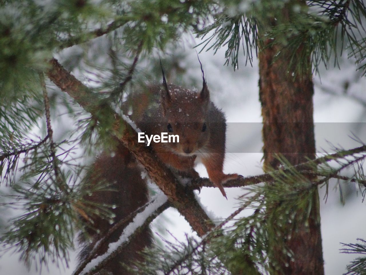 Close-up of squirrel on tree