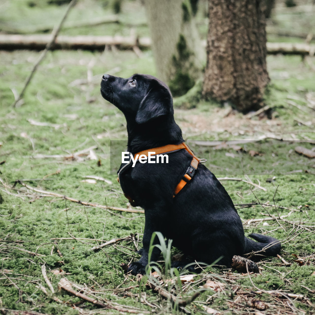 Black dog looking away while sitting on field