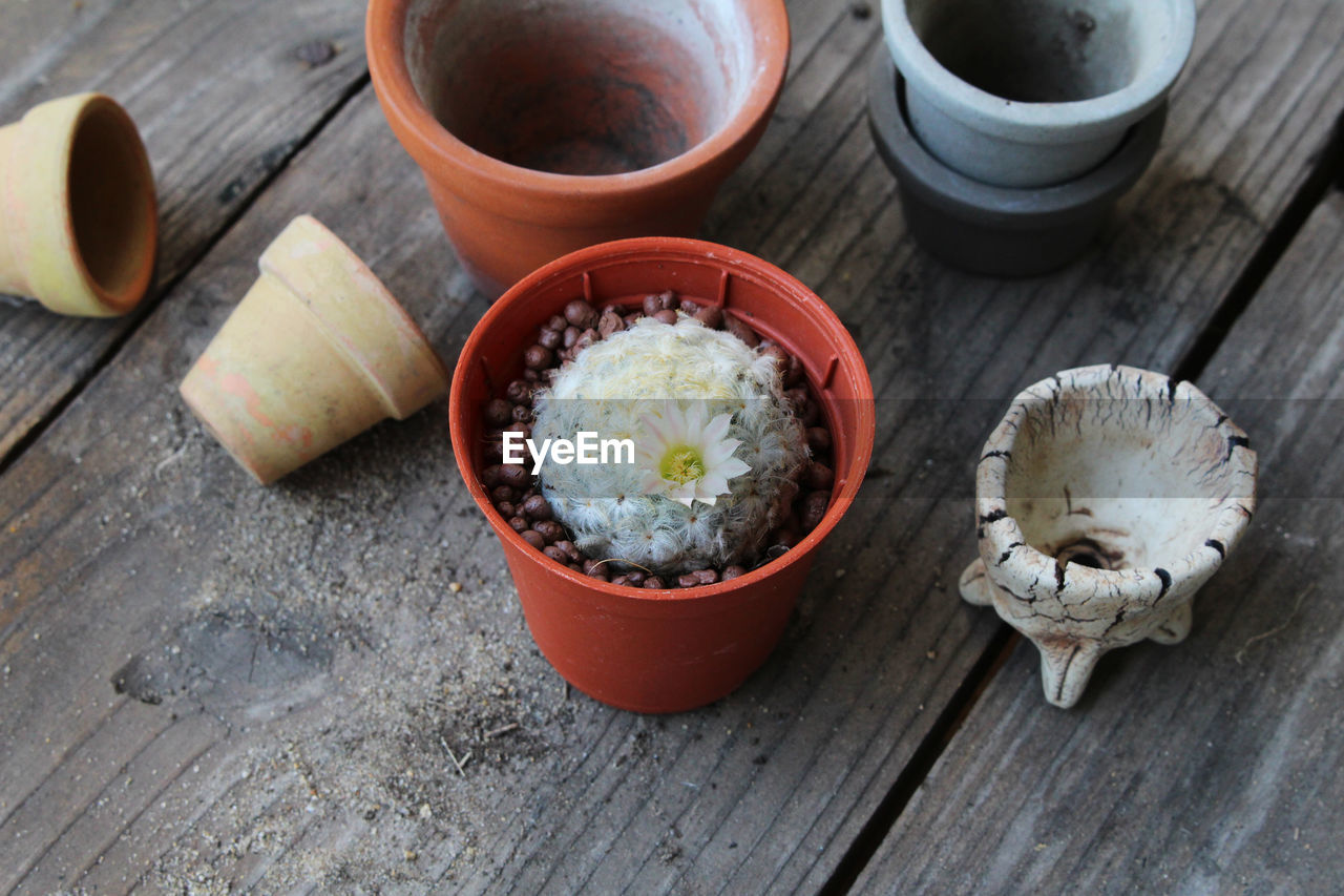 High angle view of cactus in pot on table