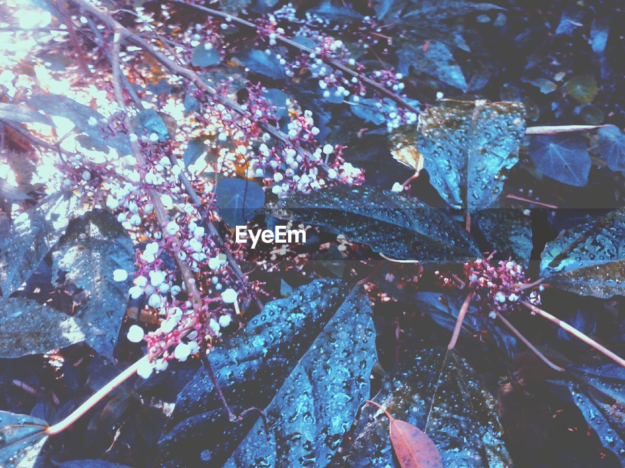 High angle view of wet leaves and flowers