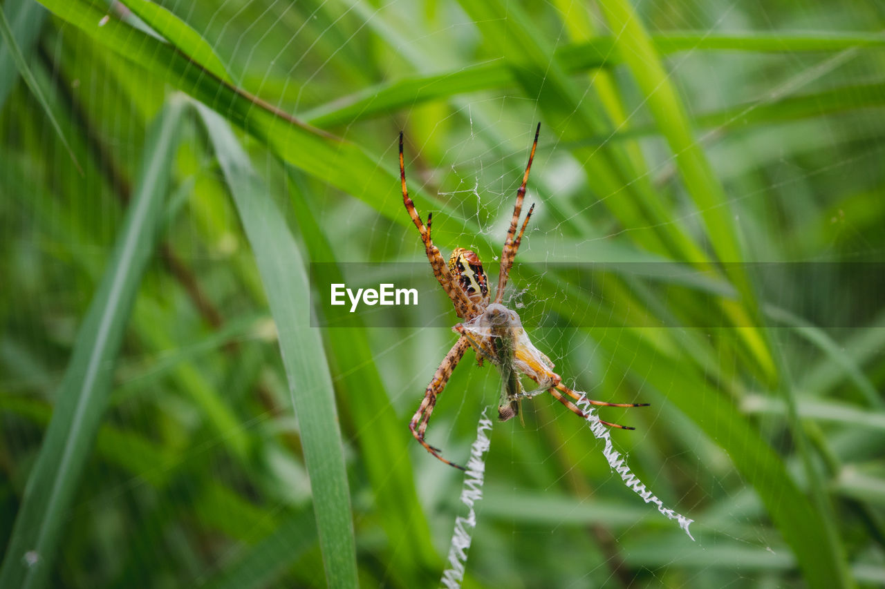 Close-up of spider on web