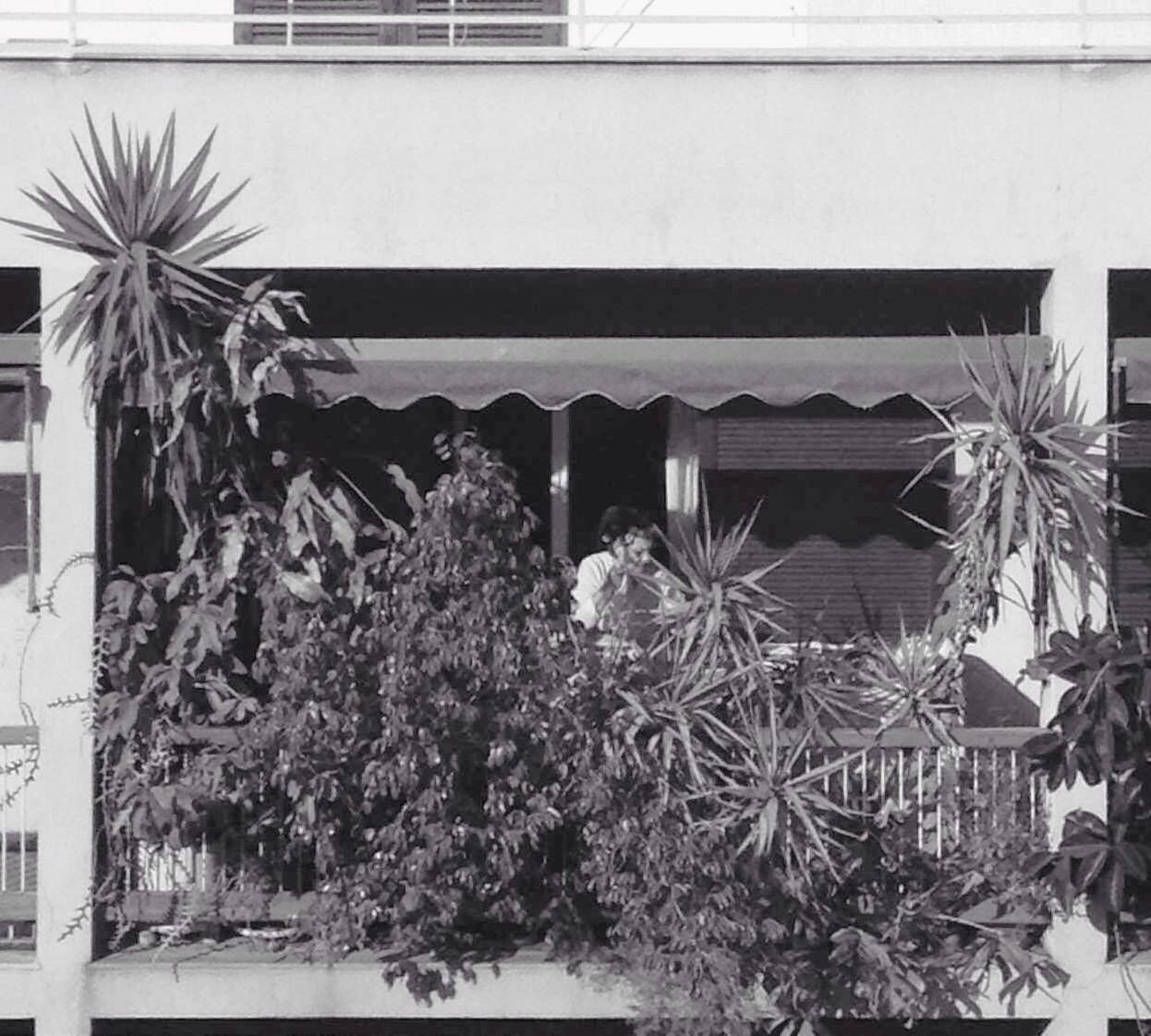 LOW ANGLE VIEW OF POTTED PLANTS IN BUILDING