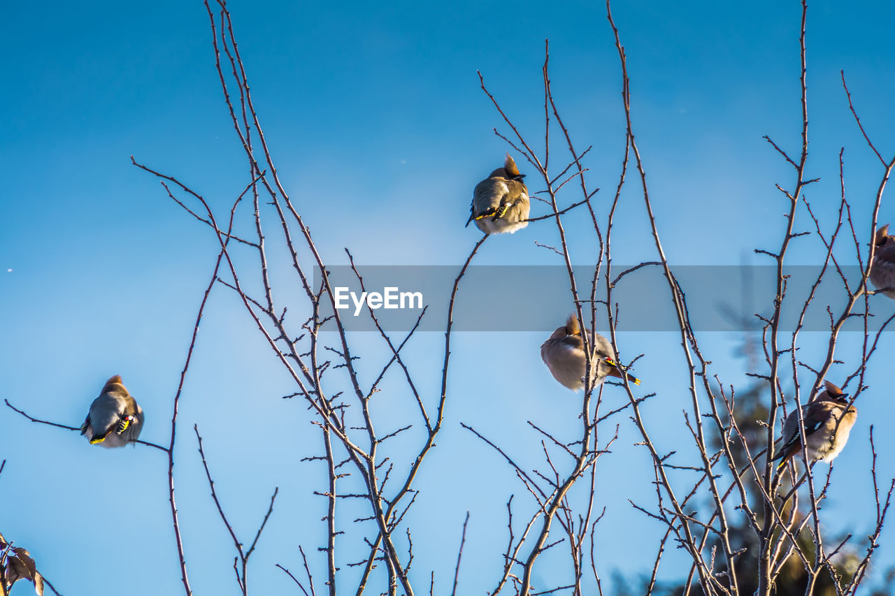 LOW ANGLE VIEW OF BIRDS PERCHING ON BRANCH