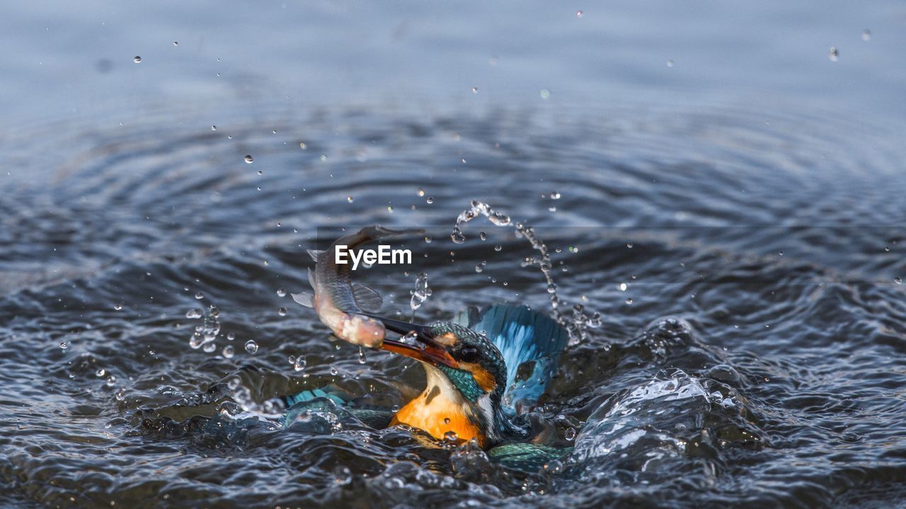 CLOSE-UP OF SNAKE IN WATER