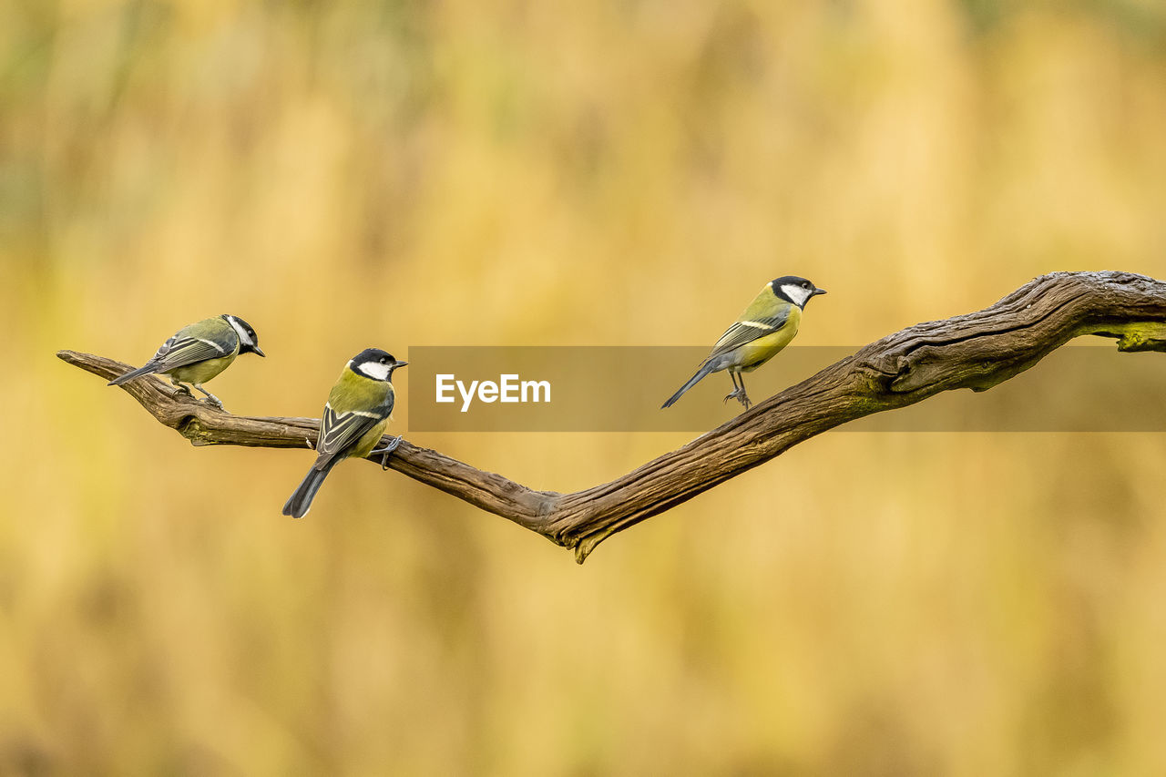 VIEW OF BIRDS PERCHING ON BRANCH