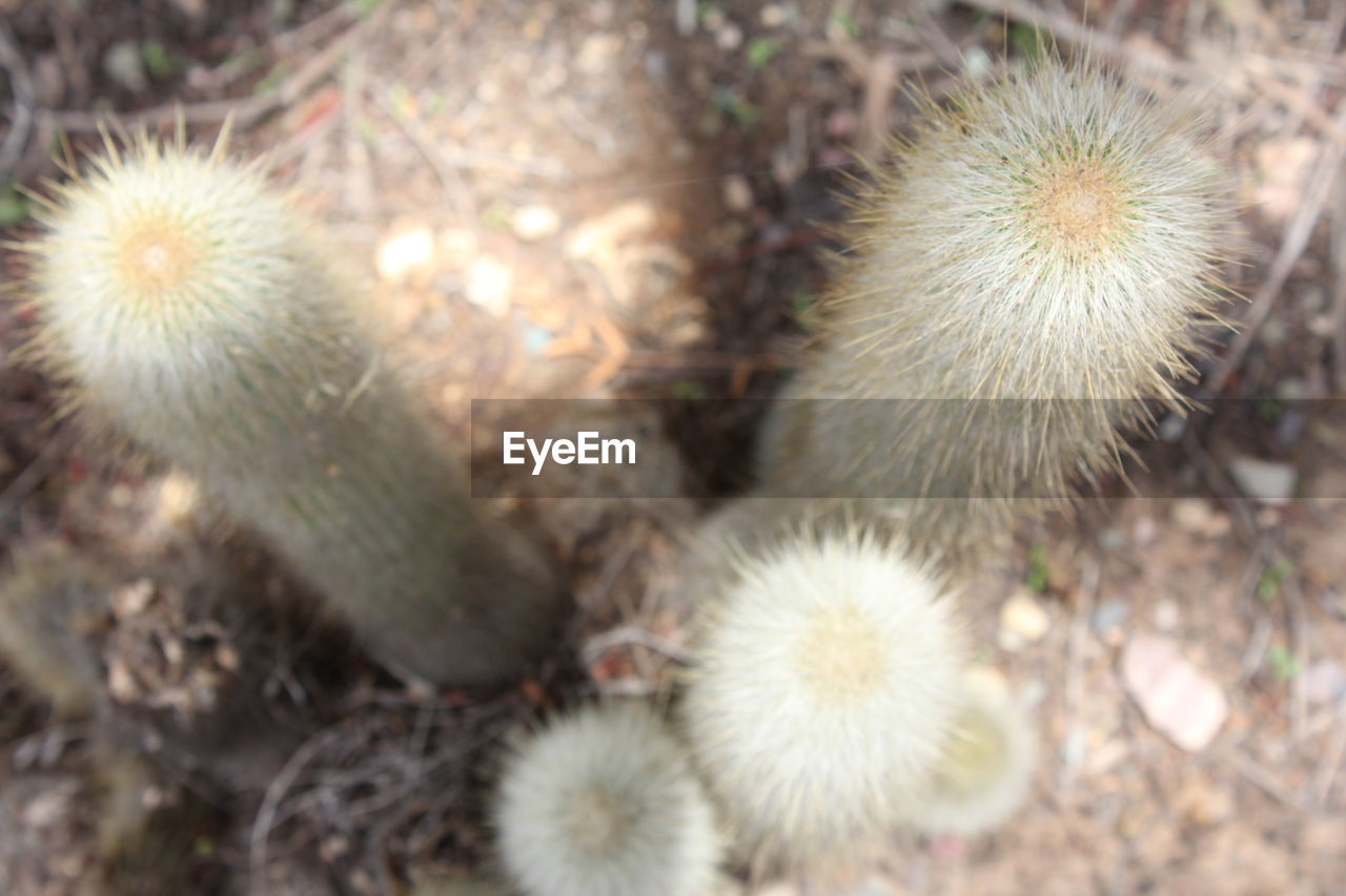 High angle view of cactuses growing on field