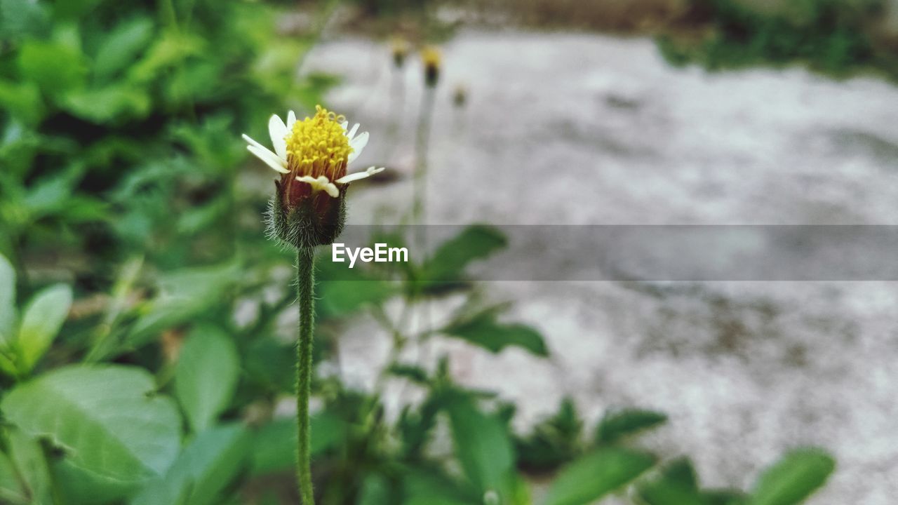 CLOSE-UP OF FLOWERING PLANT AGAINST WHITE WALL