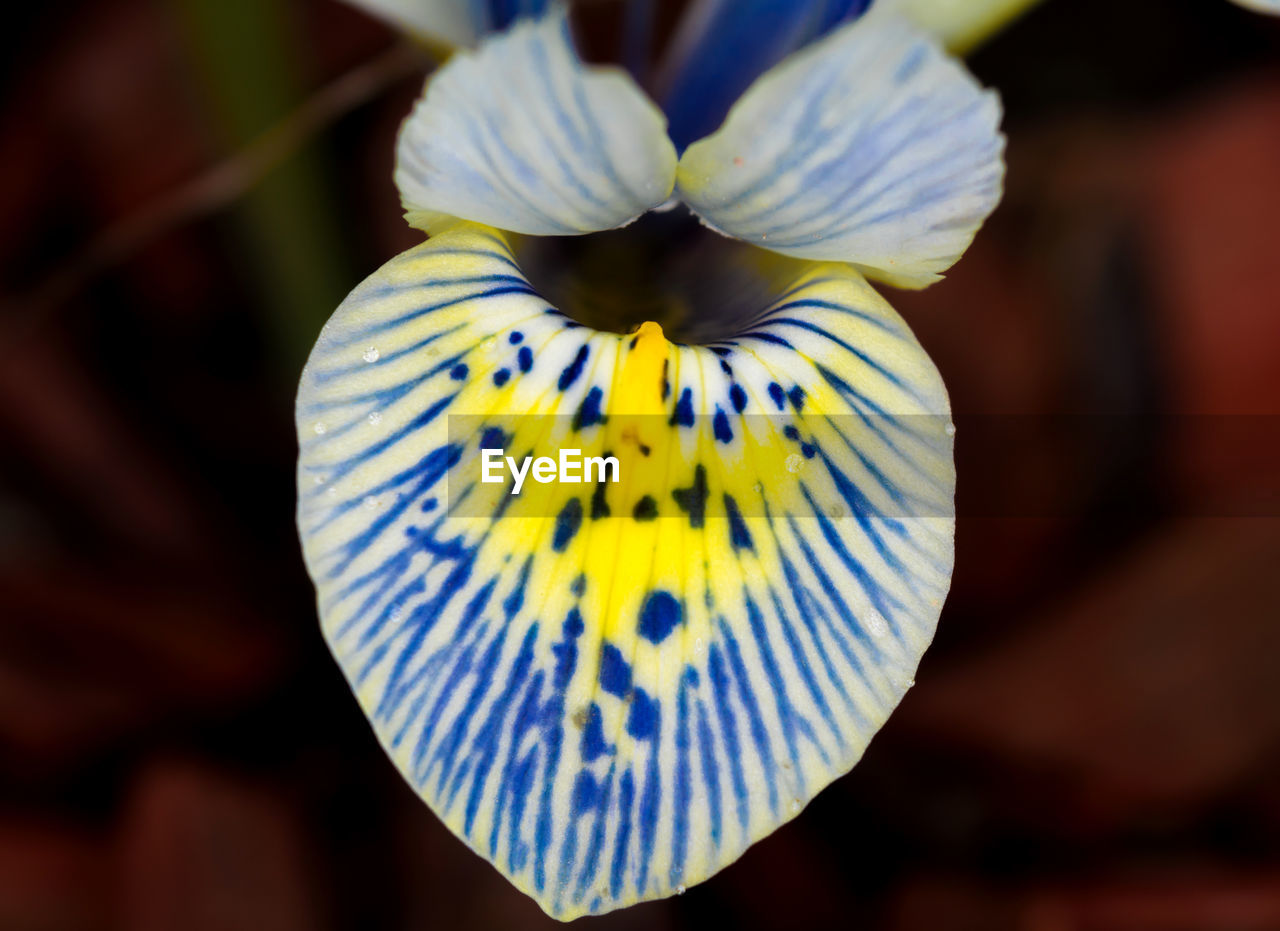 Close up of purple japanese iris flower. iris flower.