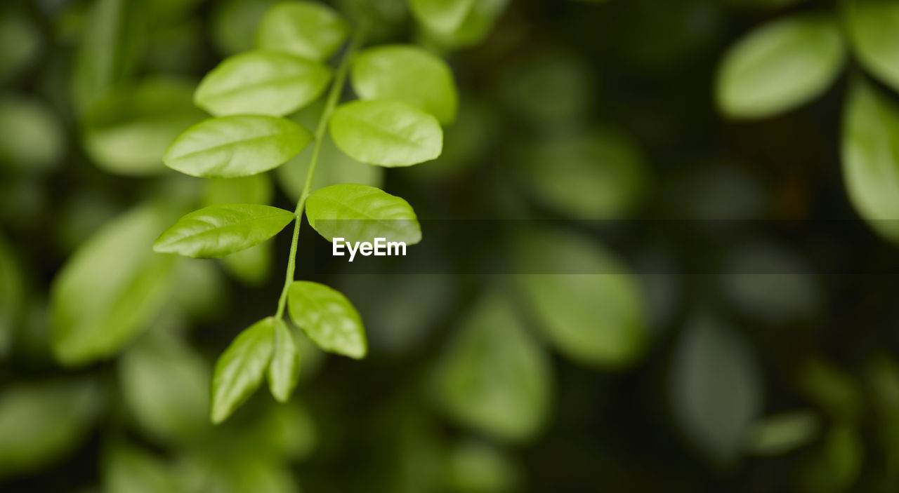 plant, plant part, leaf, green, growth, nature, food and drink, freshness, close-up, food, beauty in nature, no people, tree, produce, flower, outdoors, healthy eating, agriculture, selective focus, day, fruit, backgrounds, focus on foreground, environment, branch, land, macro photography, summer, shrub