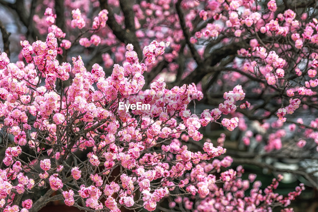plant, flowering plant, flower, pink, beauty in nature, freshness, fragility, growth, blossom, tree, nature, springtime, branch, no people, spring, day, shrub, botany, close-up, outdoors, lilac, inflorescence, cherry blossom, flower head, petal, focus on foreground, produce, selective focus, abundance