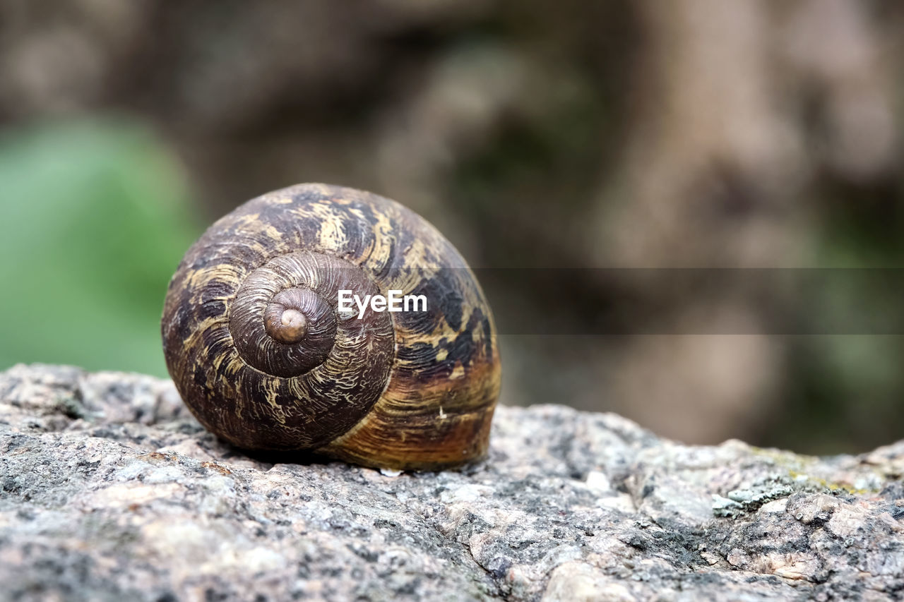 CLOSE-UP OF SNAIL