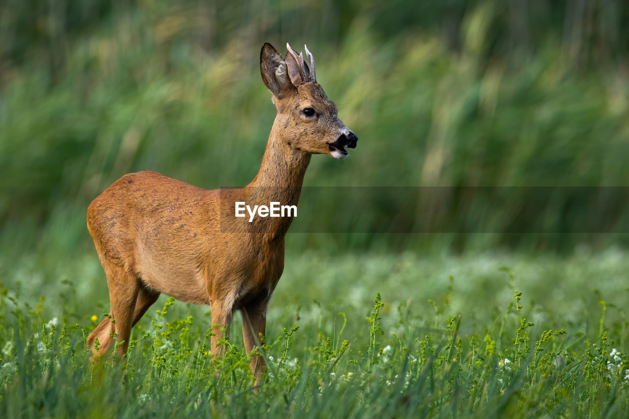 DEER STANDING IN FIELD