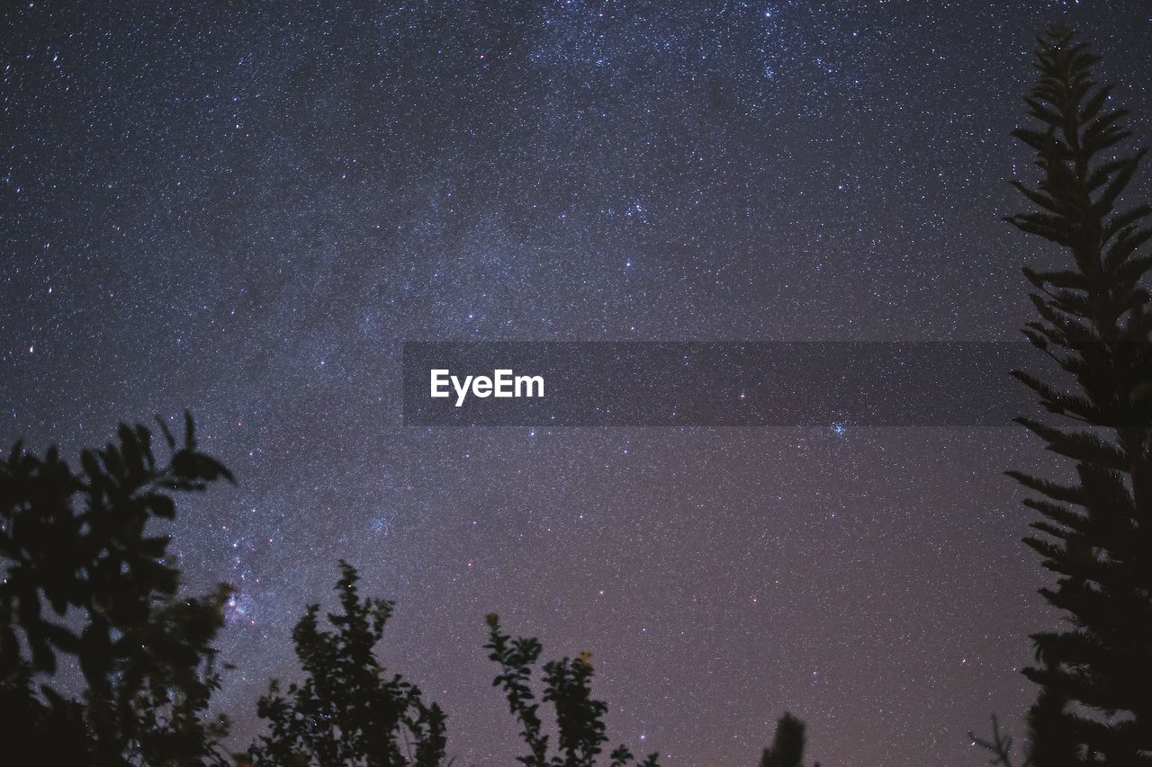 Low angle view of silhouette trees against sky at night