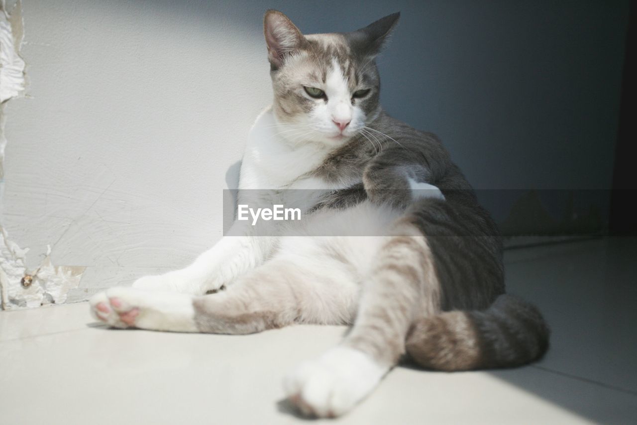 Cat scratching while sitting on floor