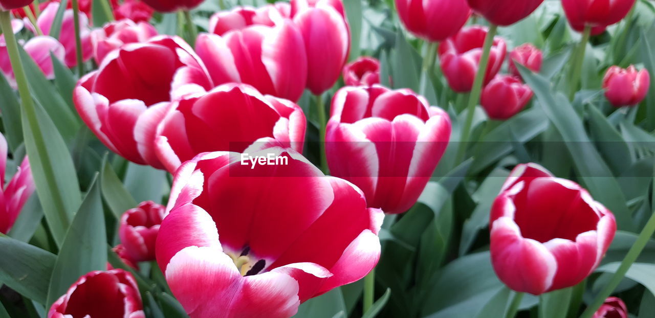 CLOSE-UP OF RED TULIP FLOWERS IN FIELD