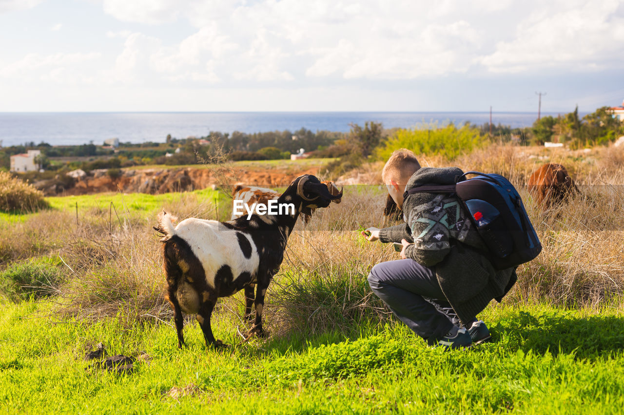 VIEW OF HORSE IN FIELD