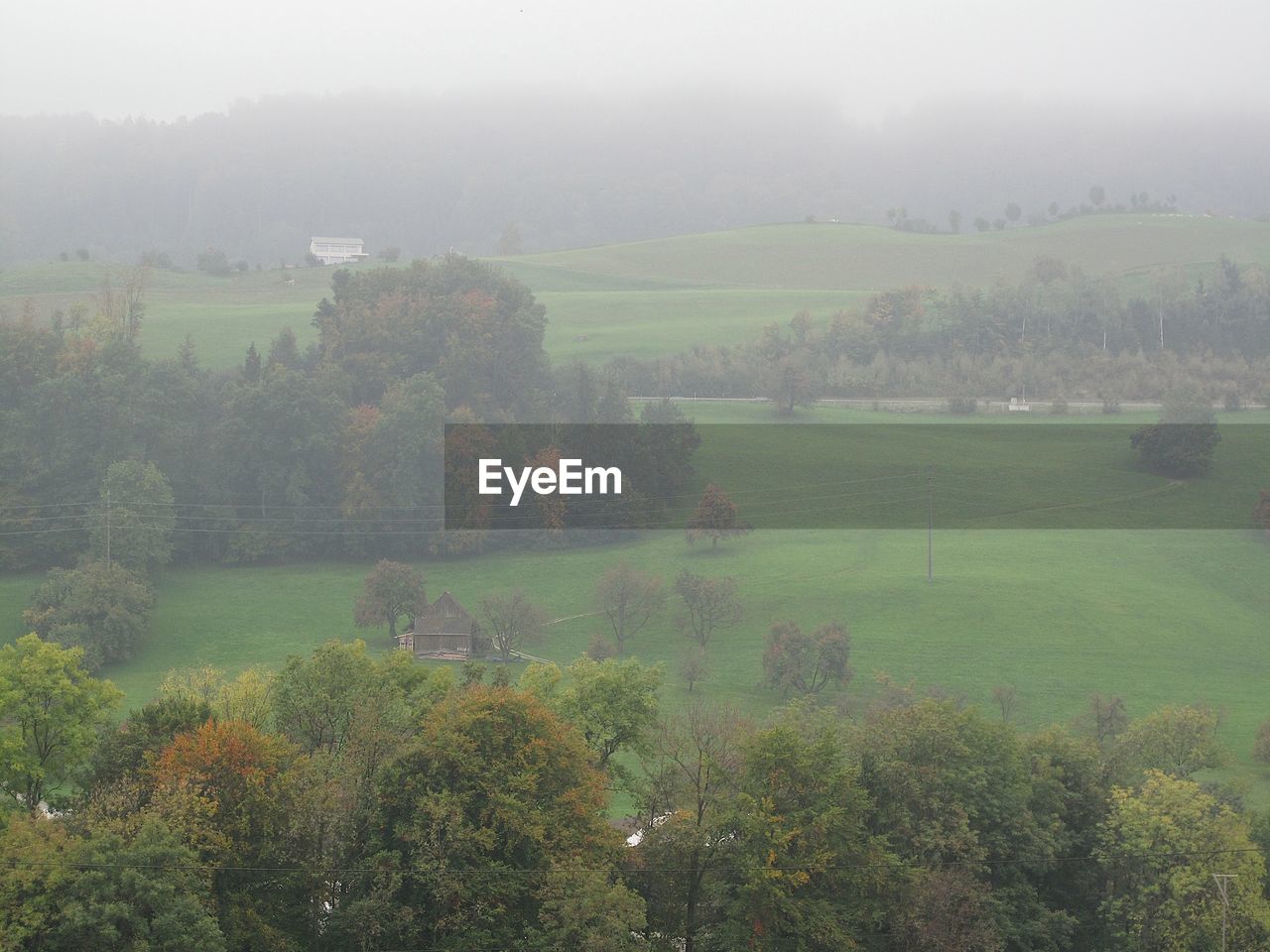 Trees growing in field