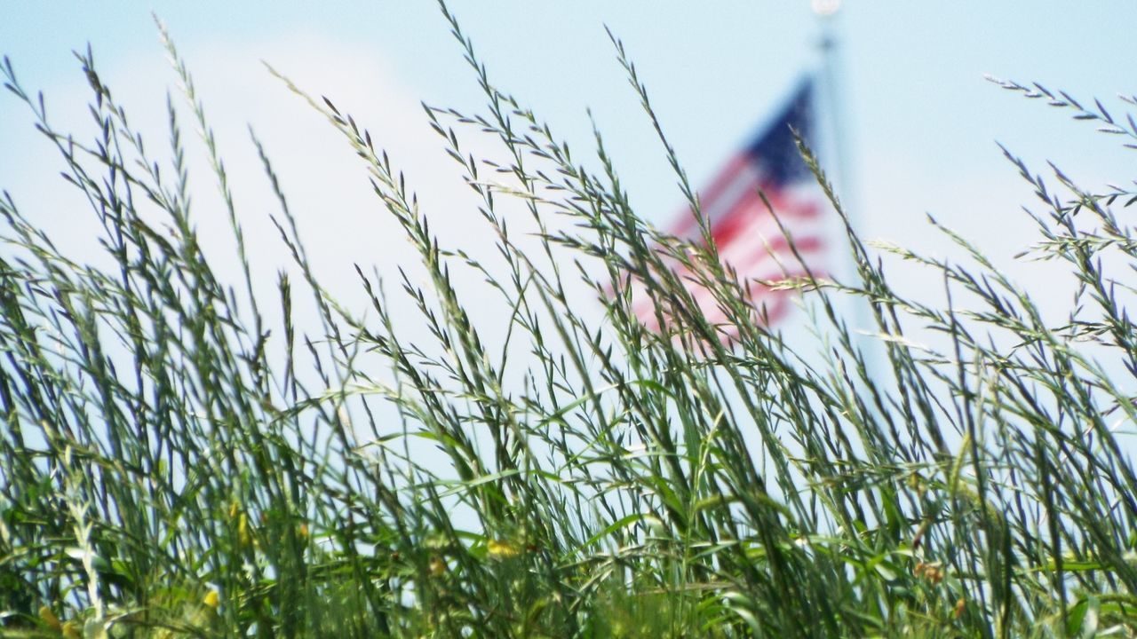 Close-up of plants growing against american flag