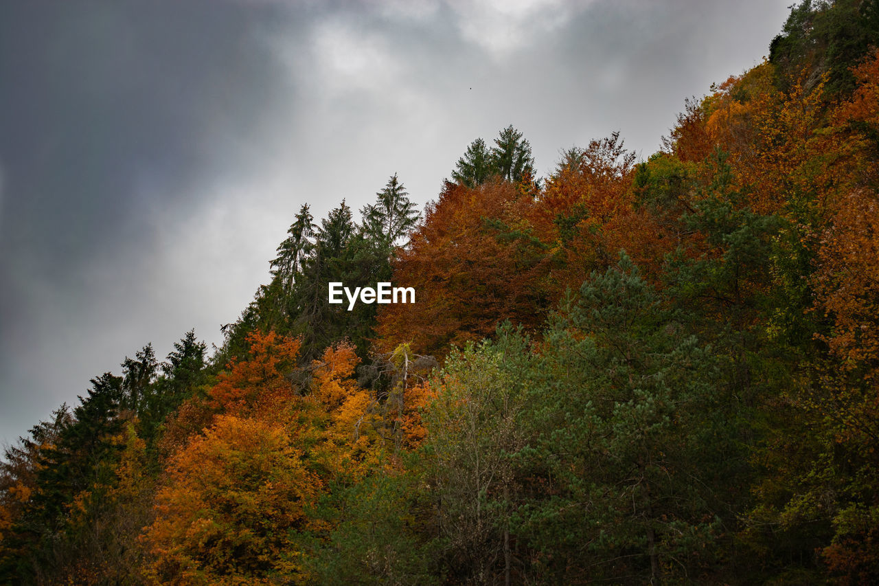 Trees growing in forest against sky during autumn