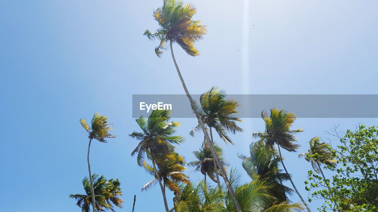 Low angle view of palm trees against clear blue sky