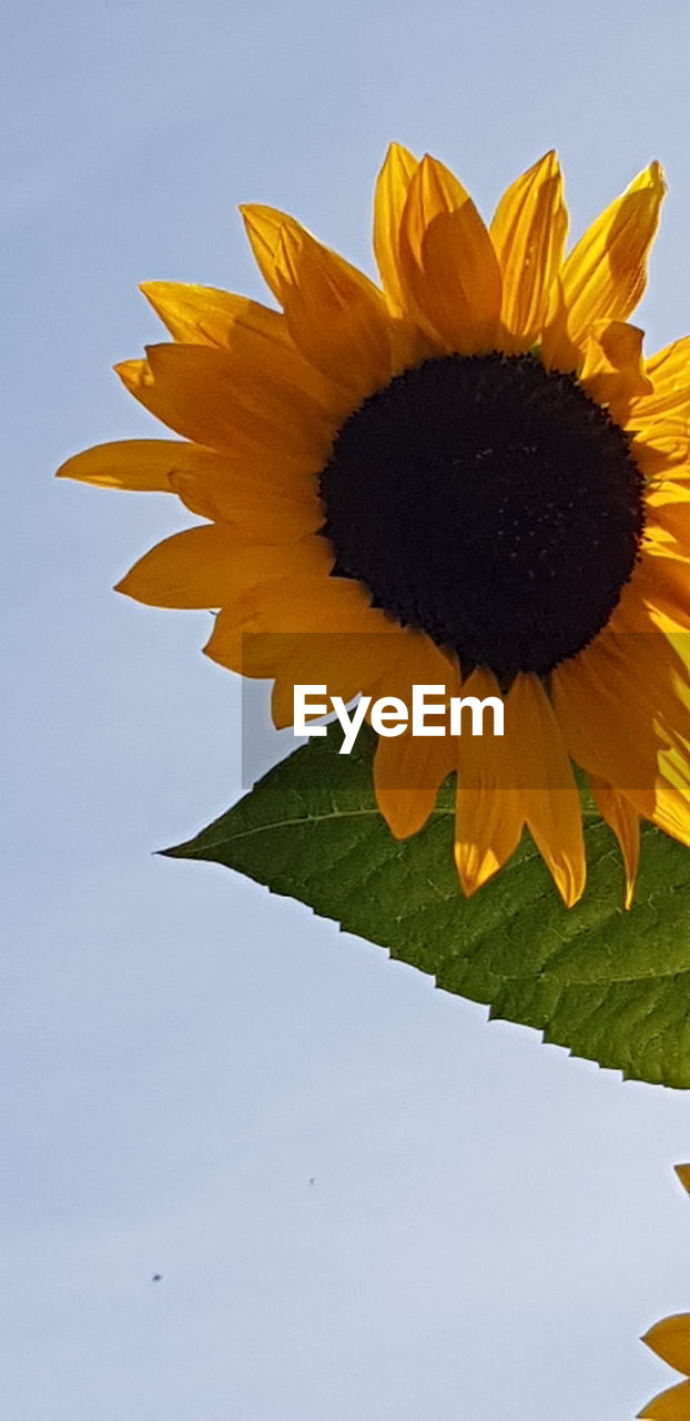 LOW ANGLE VIEW OF SUNFLOWER AGAINST ORANGE SKY